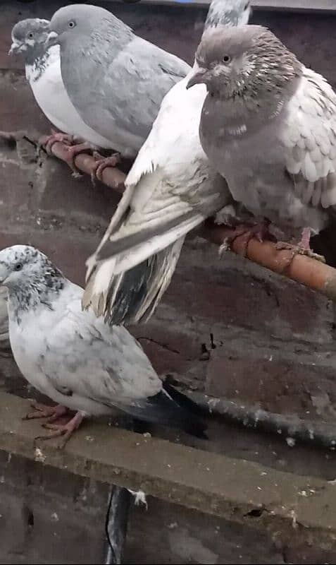 pigeons 2