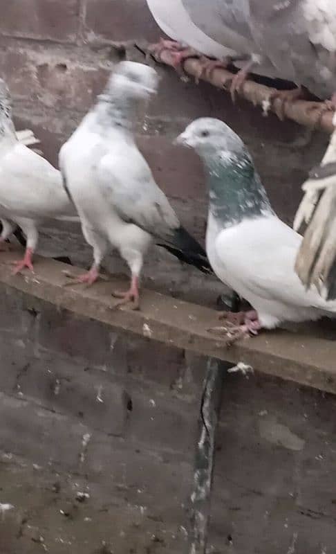 pigeons 3