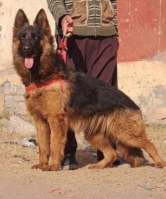 long coat German shepherd show quality female for sale