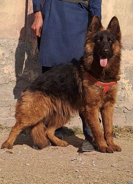 long coat German shepherd show quality female for sale 1