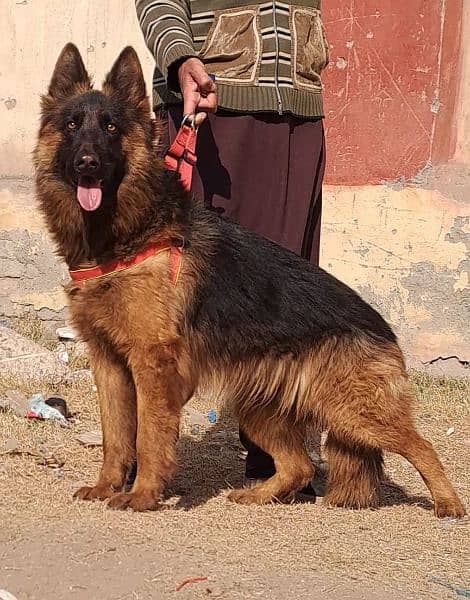 long coat German shepherd show quality female for sale 2