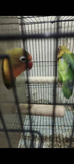 Love birds