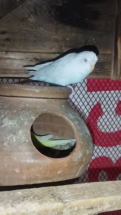 Australian breeder parrots for sale