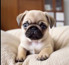 pug