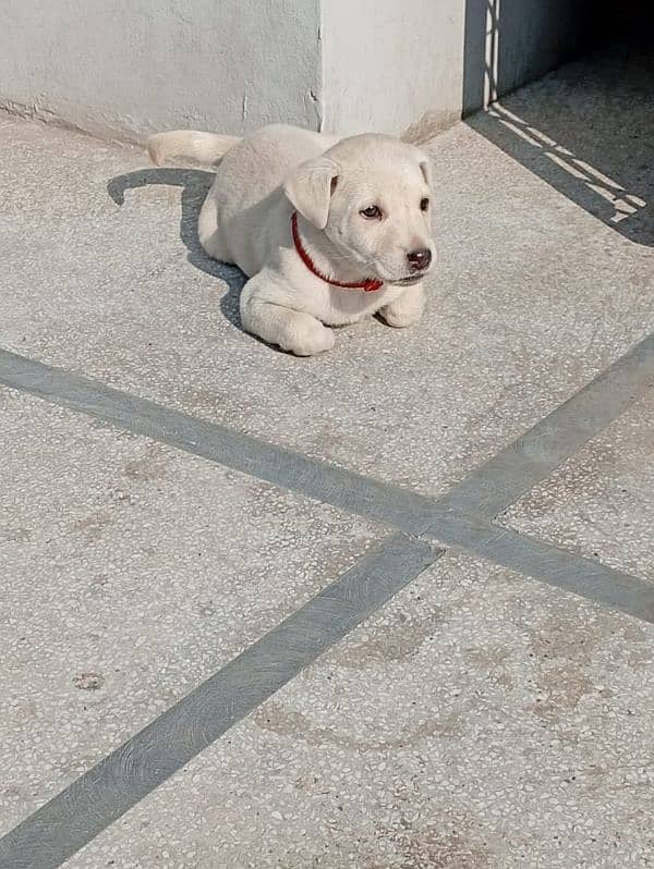 Labrador puppy beautiful 03225252725 is number kir call kira 0