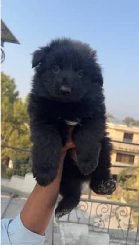 Black German Shepherd Puppies | German Shepherd Long Coat pair 1