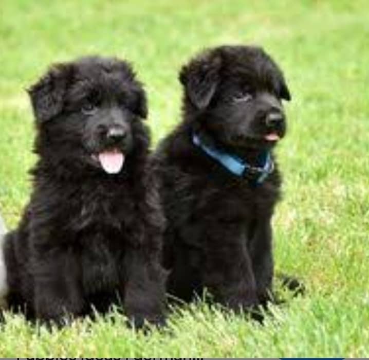 Black German Shepherd Puppies | German Shepherd Long Coat pair 0