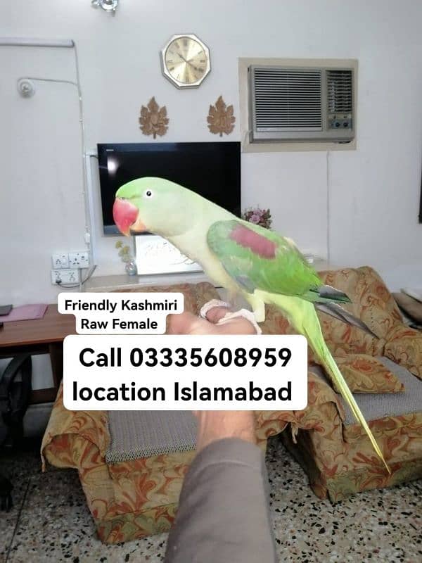 Fixed 17500 Proper Hand Tamed Full Friendly Kashmiri Raw Female Parrot 0