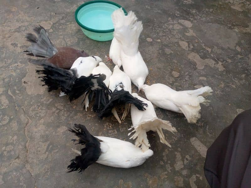 black and Lucky kabootar for sale 0