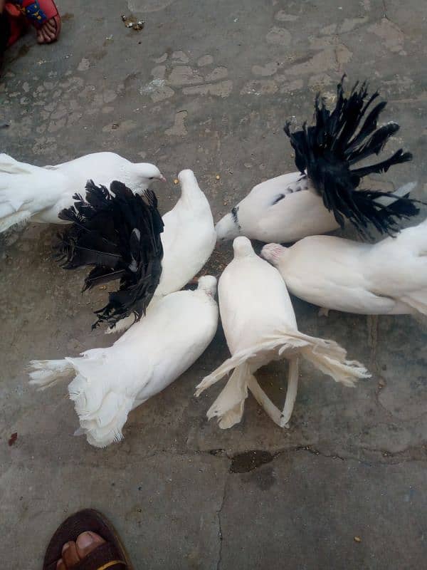 black and Lucky kabootar for sale 1