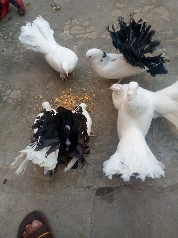 black and Lucky kabootar for sale 2