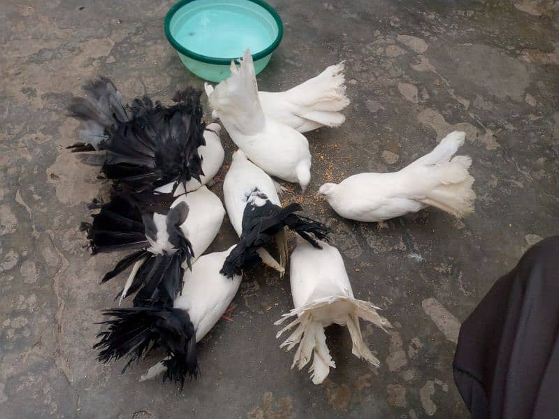 black and Lucky kabootar for sale 3