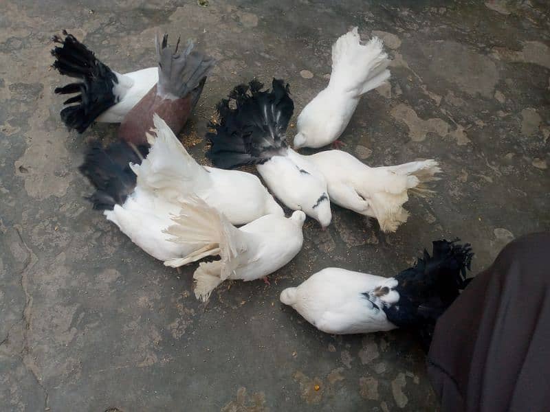 black and Lucky kabootar for sale 4