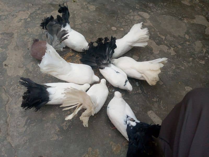 black and Lucky kabootar for sale 5