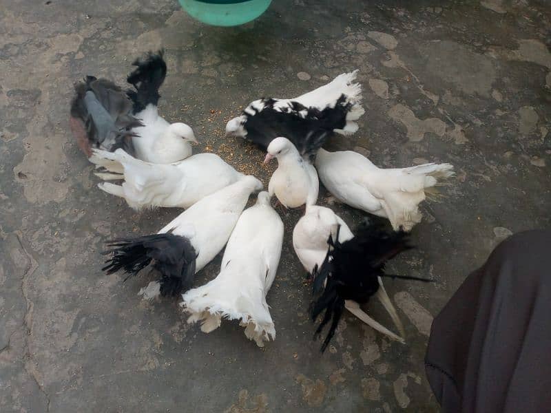 black and Lucky kabootar for sale 6