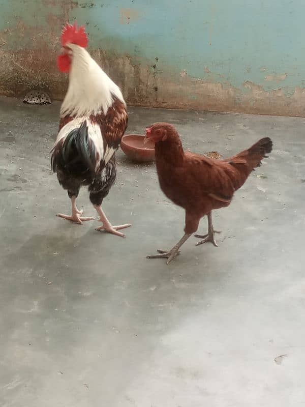 hen or murgha 0