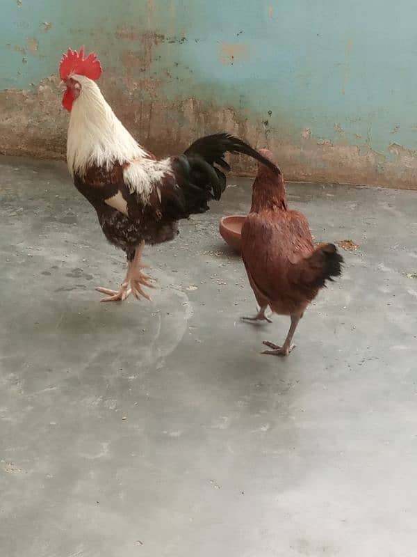 hen or murgha 1