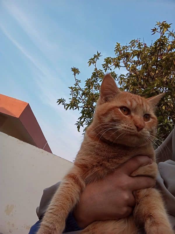 ginger male cat 1