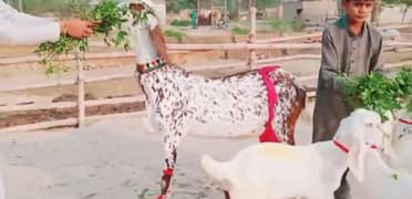 Desi bakri 3 Bacchon ke sath For sale WhatsApp on 0370,,4815,,728