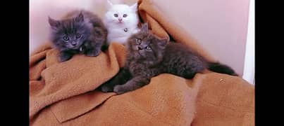 Gift A Persian Female Kitten (Triple Coated) to your Loved Ones