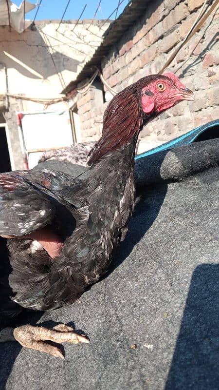 Aseel Hens For Sale 4