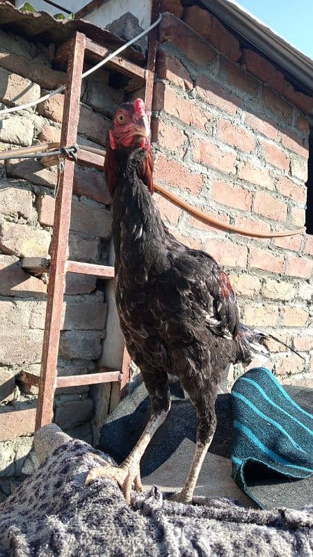 Aseel Hens For Sale 5