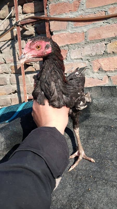 Aseel Hens For Sale 7