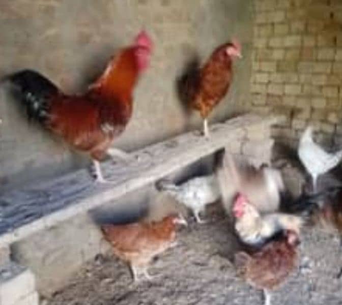 Golden Misri hens (ghr k pale) 9