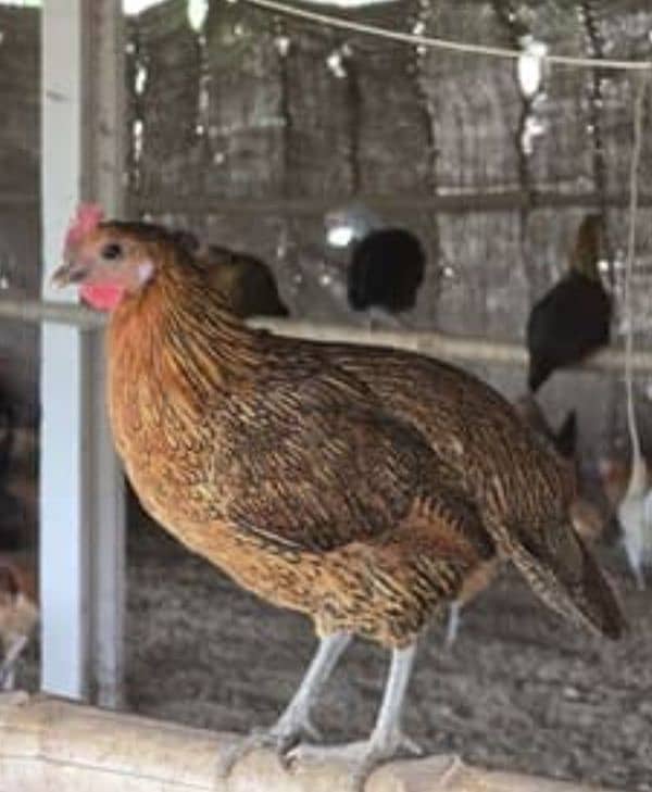 Golden Misri hens (ghr k pale) 11