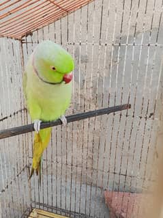 talking parrot fully talking and train