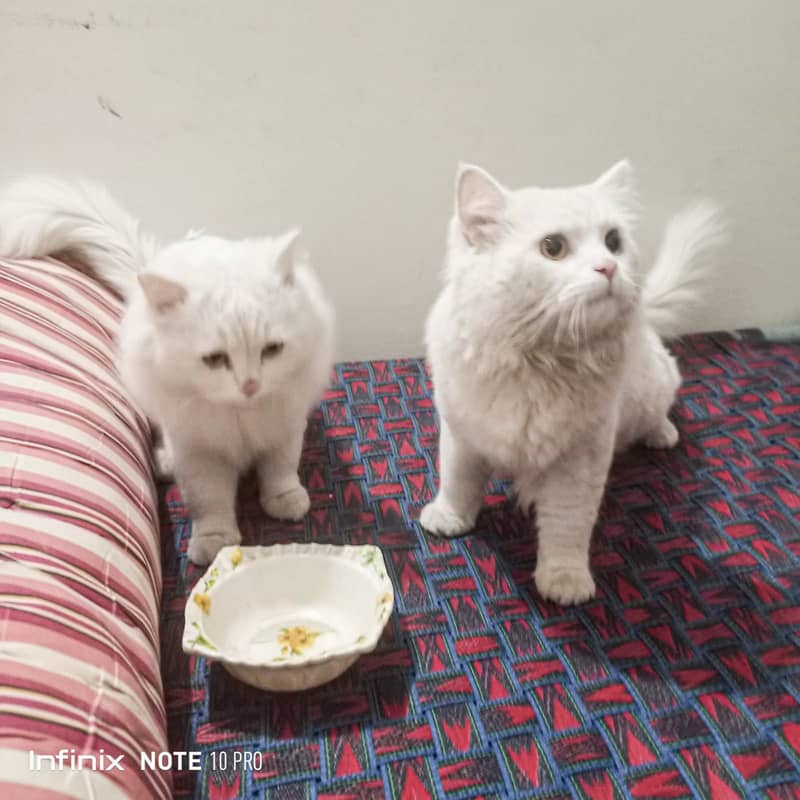 Cats pair for sale 2