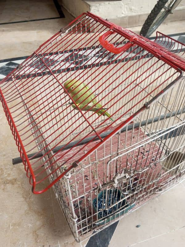 parrot for sale 0