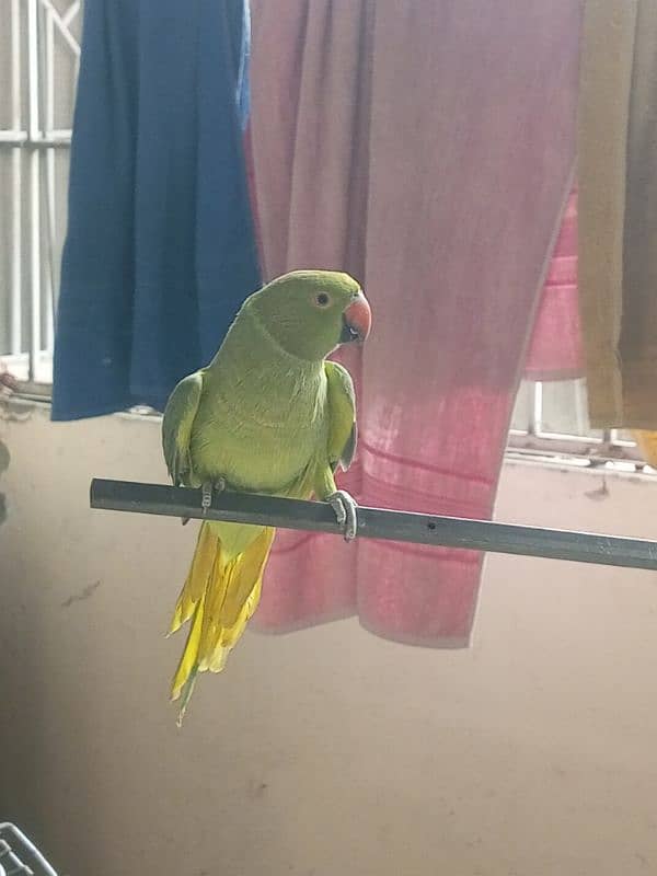 parrot for sale 1