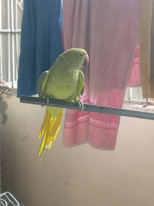 parrot for sale 2