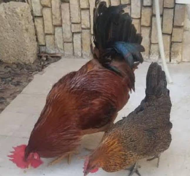 Golden Misri hens (ghr k pale) 12