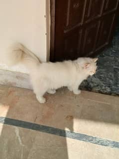 7 month Persian cat for sale