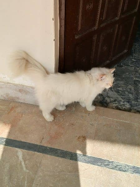 7 month Persian cat for sale 0