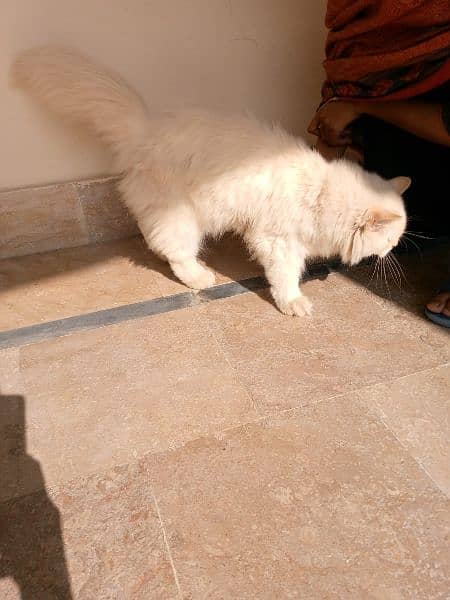 7 month Persian cat for sale 1