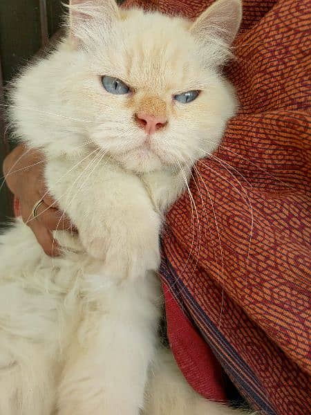 7 month Persian cat for sale 2