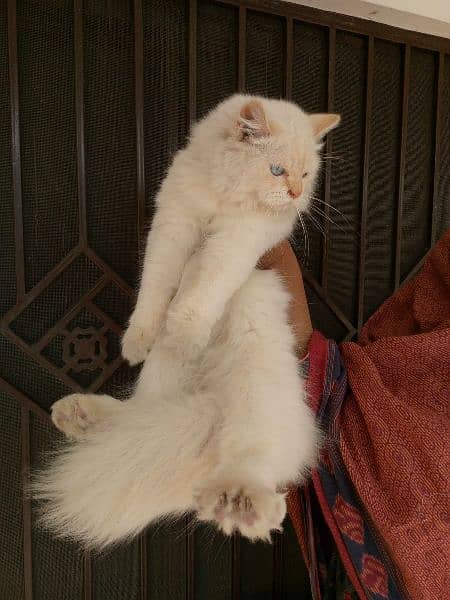 7 month Persian cat for sale 3