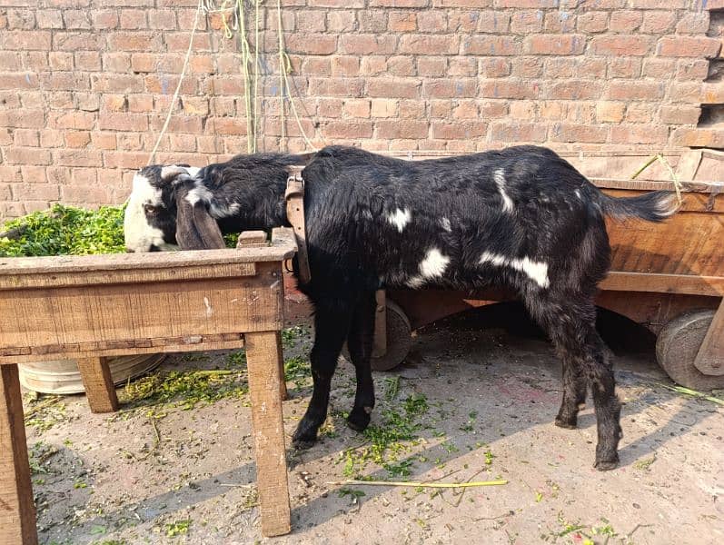 desi bakra pair 1