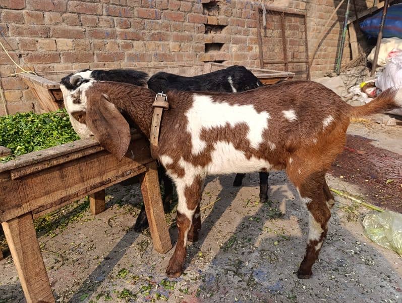 desi bakra pair 2