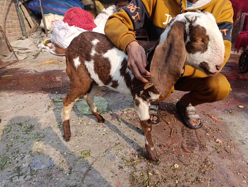 desi bakra pair 3