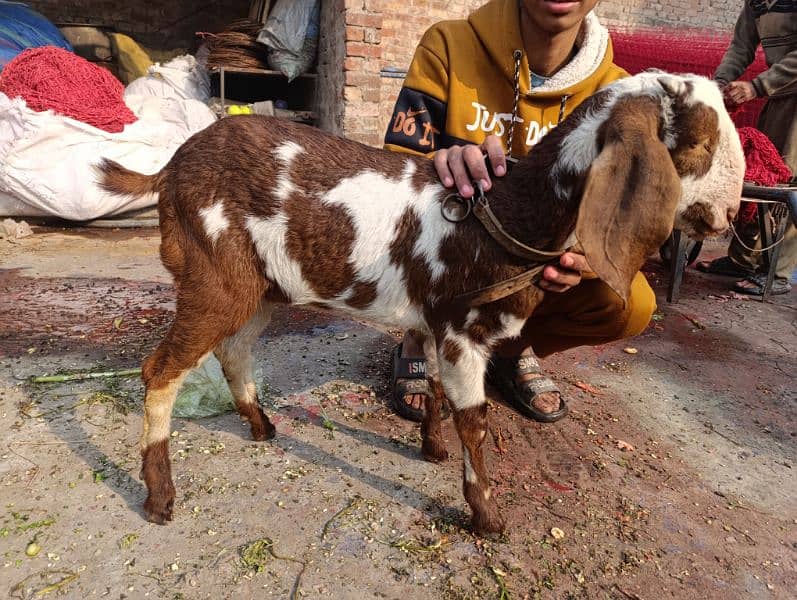 desi bakra pair 4