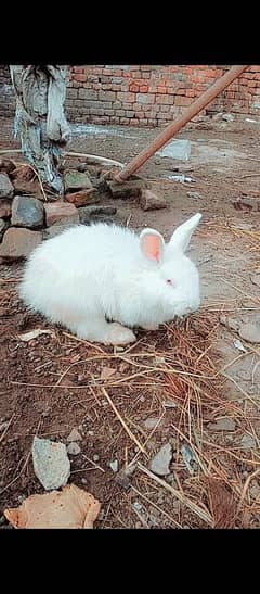 angoora rabit long hair breeder male for sale