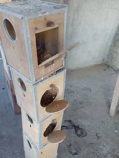 breeding box