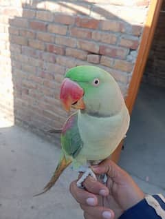 Raw parrot handtame Jo batan sekhao ga sekh jai ga abhi chota ha