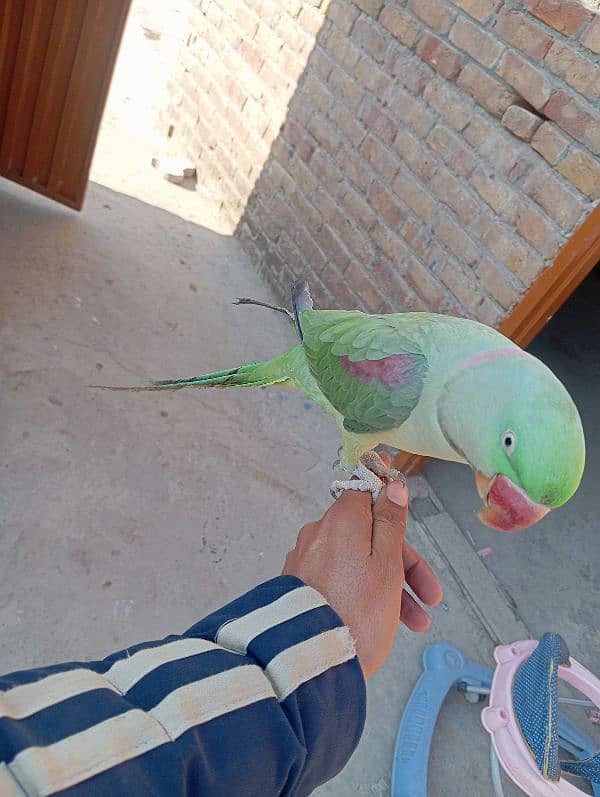 Raw parrot handtame Jo batan sekhao ga sekh jai ga abhi chota ha 1