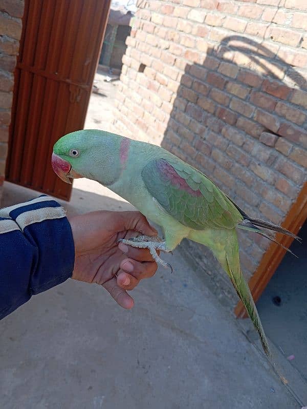 Raw parrot handtame Jo batan sekhao ga sekh jai ga abhi chota ha 2