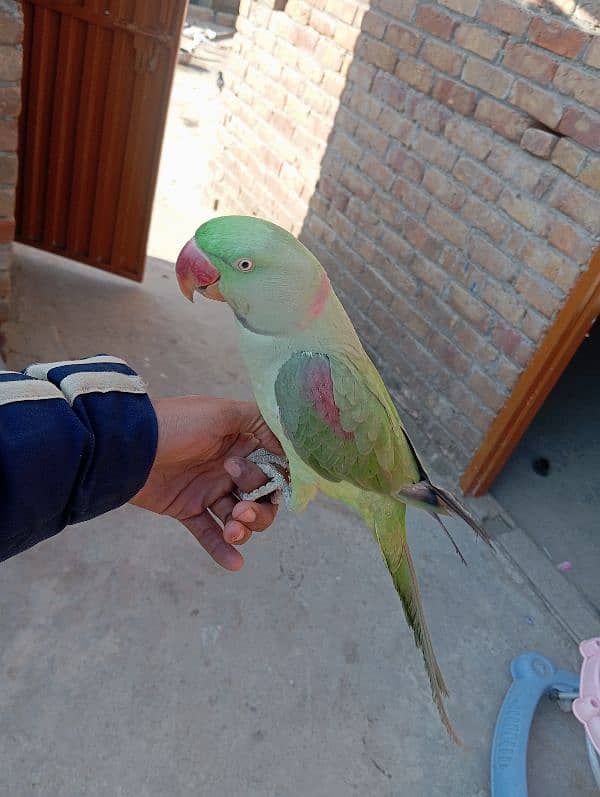 Raw parrot handtame Jo batan sekhao ga sekh jai ga abhi chota ha 3